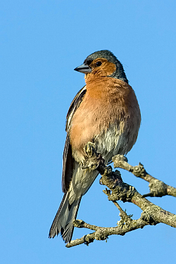 Chaffinch photographed at L'Eree on 17/6/2008. Photo: © Paul Hillion