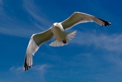 Herring Gull photographed at Cobo on 0/0/0. Photo: © Paul Hillion