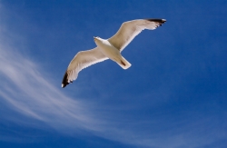 Herring Gull photographed at Cobo on 0/0/0. Photo: © Paul Hillion