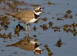 Little Ringed Plover photographed at La Claire Mare on 0/0/0. Photo: © Paul Hillion