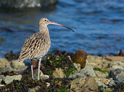 Curlew photographed at Bellegreve Bay on 0/0/0. Photo: © Paul Hillion