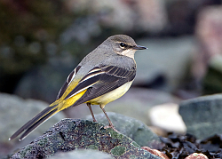Grey Wagtail photographed at Belle Greve Bay on 2/2/2008. Photo: © Paul Hillion