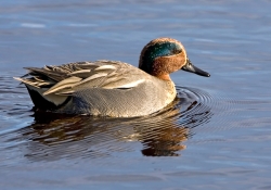 Teal photographed at La Claire Mare on 0/0/0. Photo: © Paul Hillion