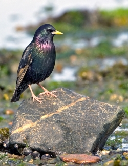 Starling photographed at Bellegreve Bay on 0/0/0. Photo: © Paul Hillion