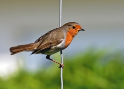 Robin photographed at Vale on 0/0/0. Photo: © Paul Hillion