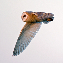 Barn Owl photographed at Pleinmont on 11/2/2008. Photo: © Paul Hillion