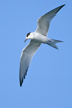 Common Tern photographed at Fish Quay, St Peter Port Harbour on 12/8/2008. Photo: © Paul Hillion