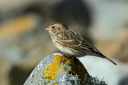 Lapland Bunting photographed at Pulias on 11/10/2008. Photo: © Paul Hillion