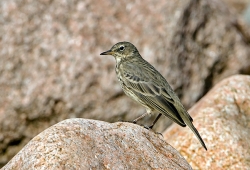 Rock Pipit photographed at Vazon Bay on 0/0/0. Photo: © Paul Hillion
