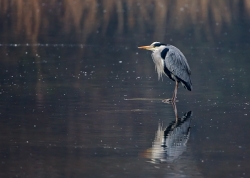 Grey Heron photographed at Rue des Bergers NR on 0/0/0. Photo: © Paul Hillion