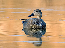 Gadwall photographed at Rue des Bergers on 17/2/2008. Photo: © Paul Hillion