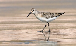 Curlew Sandpiper photographed at Vazon Bay on 0/0/0. Photo: © Paul Hillion