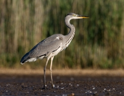 Grey Heron photographed at La Claire Mare on 0/0/0. Photo: © Paul Hillion