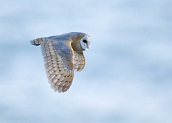 Barn Owl. Photo: © Paul Hillion