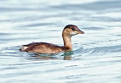 Little Grebe photographed at St Peter Port Harbour on 20/1/2008. Photo: © Paul Hillion
