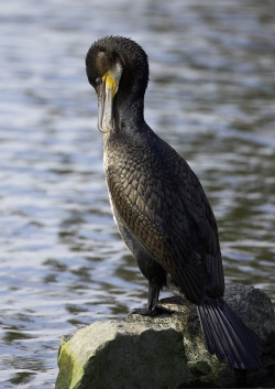 Cormorant. Photo: © Steve Levrier