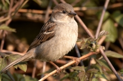 House Sparrow. Photo: © Steve Levrier