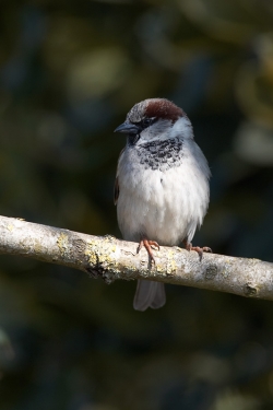 House Sparrow. Photo: © Steve Levrier