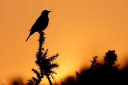 Blackbird. Photo: © Steve Levrier