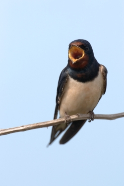 Swallow. Photo: © Steve Levrier