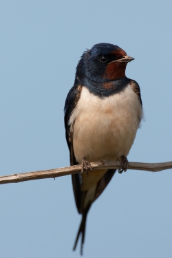 Swallow. Photo: © Steve Levrier