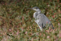 Grey Heron. Photo: © Steve Levrier