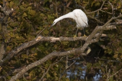 Little Egret. Photo: © Steve Levrier
