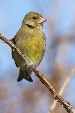 Greenfinch photographed at Fort Doyle on 26/4/2008. Photo: © Steve Levrier