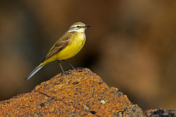 Yellow Wagtail photographed at Fort le Crocq on 2/5/2008. Photo: © Steve Levrier