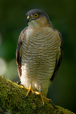 Sparrowhawk photographed at Pleinmont on 7/2/2008. Photo: © Steve Levrier