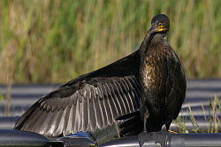 Cormorant photographed at Reservoir on 8/6/2008. Photo: © Steve Levrier