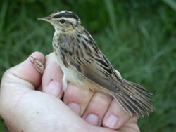 Aquatic Warbler photographed at Claire Mare [CLA] on 5/9/2004. Photo: © Jamie Hooper