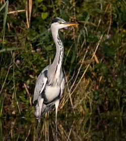 Grey Heron photographed at Rue des Bergers NR on 14/10/2007. Photo: © Barry Wells