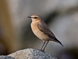Wheatear photographed at Fort le Crocq on 14/10/2007. Photo: © Barry Wells