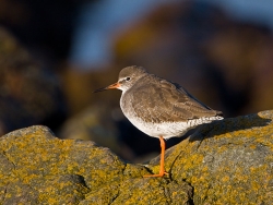 Redshank photographed at Fort le Crocq on 27/10/2007. Photo: © Barry Wells