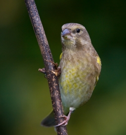 Greenfinch photographed at Les Caches on 27/10/2007. Photo: © Barry Wells