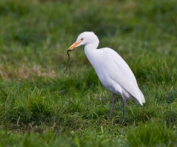 Cattle Egret photographed at Rue des Bergers NR on 31/10/2007. Photo: © Barry Wells