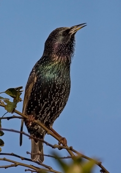 Starling photographed at Les Caches on 4/11/2007. Photo: © Barry Wells