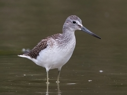 Greenshank photographed at Rue des Bergers NR on 1/9/2007. Photo: © Barry Wells