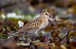 Dunlin photographed at Vazon Bay on 1/9/2007. Photo: © Barry Wells
