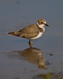 Little Ringed Plover photographed at Pleinmont on 2/9/2007. Photo: © Barry Wells