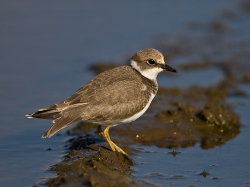 Little Ringed Plover photographed at Pleinmont on 2/9/2007. Photo: © Barry Wells