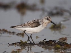 Sanderling photographed at Cobo Bay on 9/9/2007. Photo: © Barry Wells