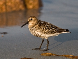 Dunlin photographed at Vazon Bay on 13/9/2007. Photo: © Barry Wells