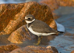 Ringed Plover photographed at Vazon Bay on 13/9/2007. Photo: © Barry Wells