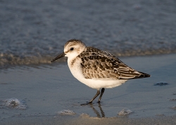 Sanderling photographed at Vazon Bay on 14/9/2007. Photo: © Barry Wells