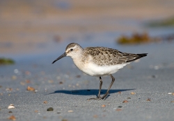 Curlew Sandpiper photographed at Vazon Bay on 15/9/2007. Photo: © Barry Wells