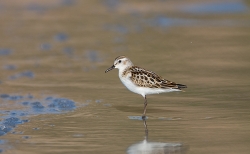Little Stint photographed at Vazon Bay on 15/9/2007. Photo: © Barry Wells