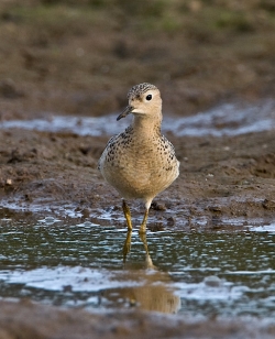 Buff-breasted Sandpiper photographed at Pleinmont on 21/9/2007. Photo: © Barry Wells