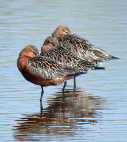 Bar-tailed Godwit photographed at Claire Mare [CLA] on 1/5/2007. Photo: © Mark Lawlor